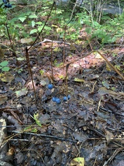 Caulophyllum thalictroides