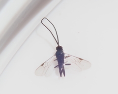 Microgastrinae