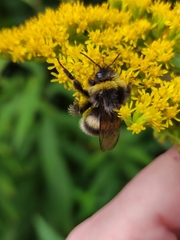 Bombus lucorum