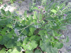 Arctium tomentosum