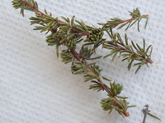 Microgastrinae