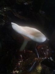 Hygrophorus eburneus
