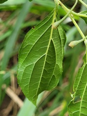 Styrax formosanus