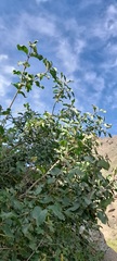 Lonicera nummulariifolia