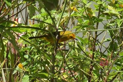 Setophaga petechia rufivertex