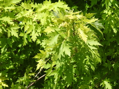 Acer saccharinum