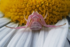 Thomisus citrinellus