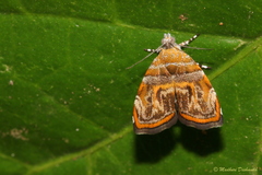 Choreutis euclista