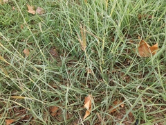 Bothriochloa ischaemum