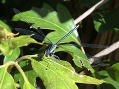 Austroargiolestes icteromelas