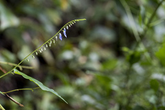 Rhynchoglossum obliquum