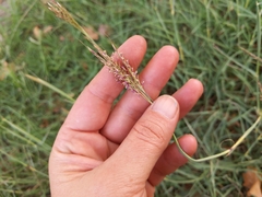 Bothriochloa ischaemum