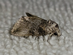Aleptina inca