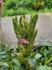 Amaranthus hybridus