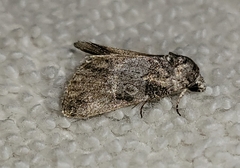 Aleptina inca
