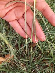 Bothriochloa ischaemum