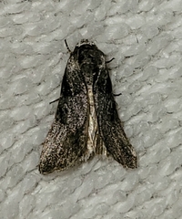 Aleptina inca