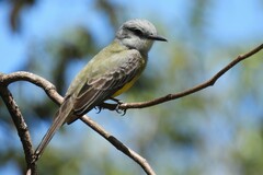 Tyrannus melancholicus satrapa