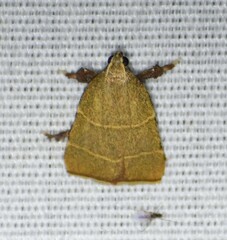 Parachma ochracealis