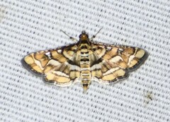 Hileithia magualis