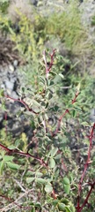 Rosa beggeriana