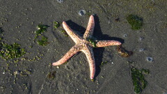Pisaster brevispinus