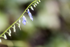 Rhynchoglossum obliquum