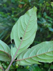 Mussaenda parviflora