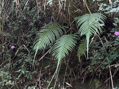 Thelypteridaceae