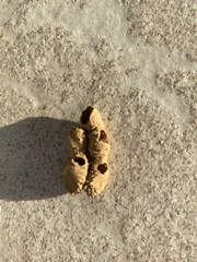 Aculeata