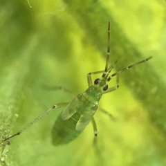 Engytatus modestus
