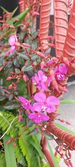 Heterocentron elegans