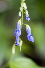 Rhynchoglossum obliquum