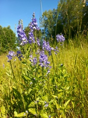 Veronica teucrium