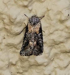 Aleptina inca