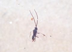 Microgastrinae