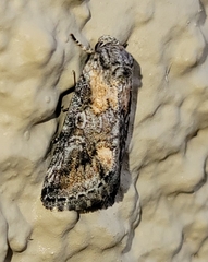 Aleptina inca