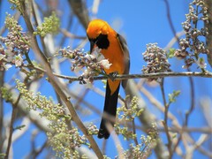 Icterus cucullatus igneus