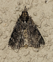 Omphalocera occidentalis