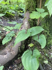 Maianthemum dilatatum