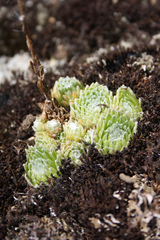 Sempervivum arachnoideum