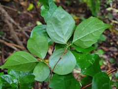 Styrax formosanus