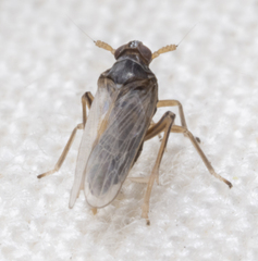 Pissonotus piceus