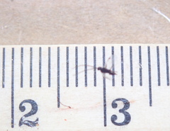 Microgastrinae