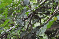 Wisteria floribunda