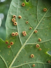 Neuroterus numismalis