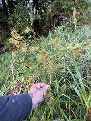 Cyperus strigosus