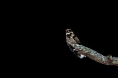 Caprimulgus macrurus