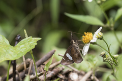 Notocrypta curvifascia