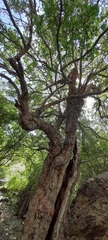 Crataegus songarica